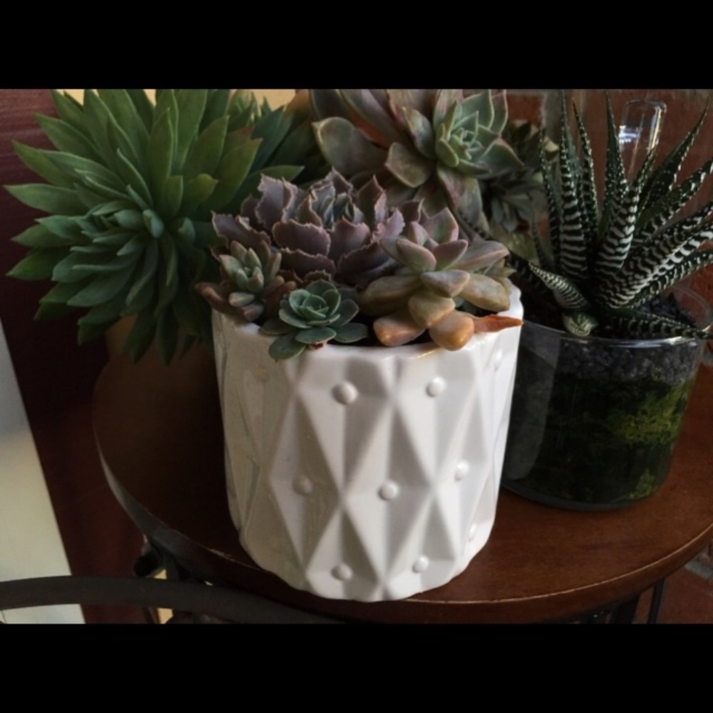 NEW White beautiful pot for succulents-no offers